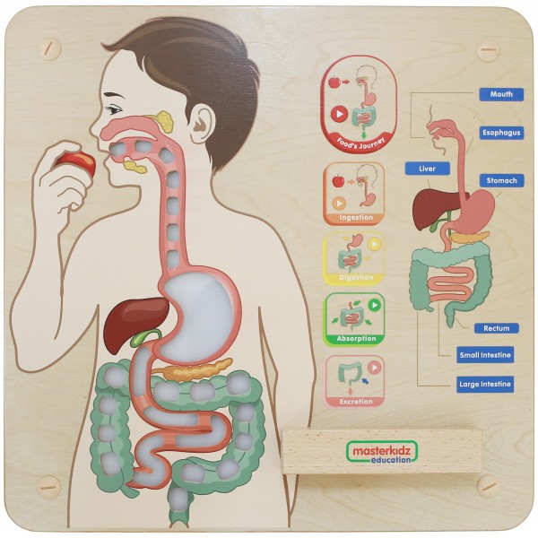 Tablica Edukacyjna Układ Trawienny Montessori MASTERKIDZ